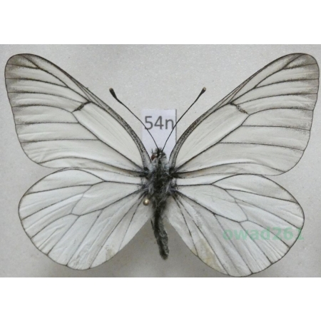 Aporia crataegi (Linnaeus, 1758) male Niestrzęp głogowiec Poland54n